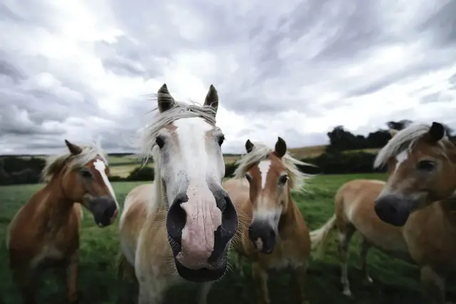 Agronegócio em Jundiaí - foto 3
