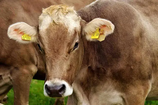Agronegócio em Jundiaí - foto 43