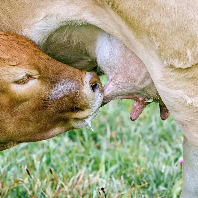 Agronegócio em Jundiaí - foto 42