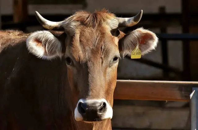 Agronegócio em Jundiaí - foto 41