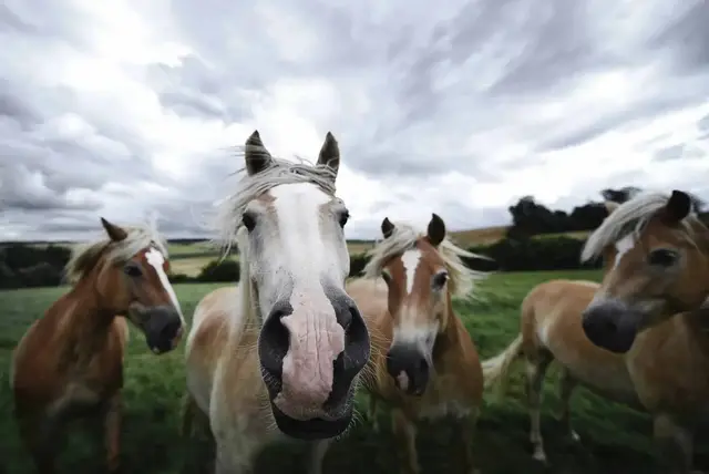 Agronegócio em Jundiaí - foto 30
