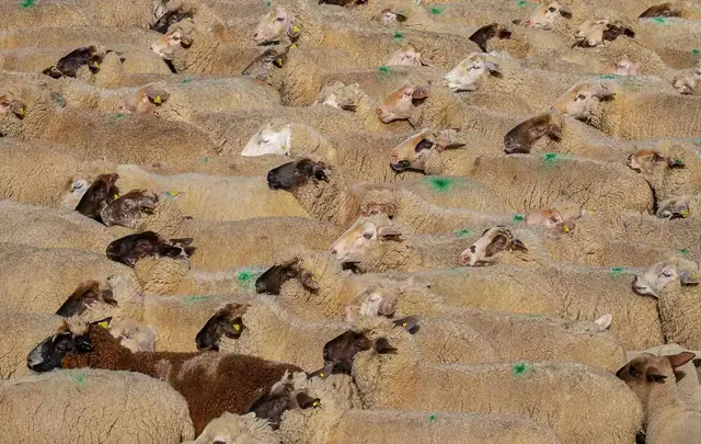 Agronegócio em Jundiaí - foto 12